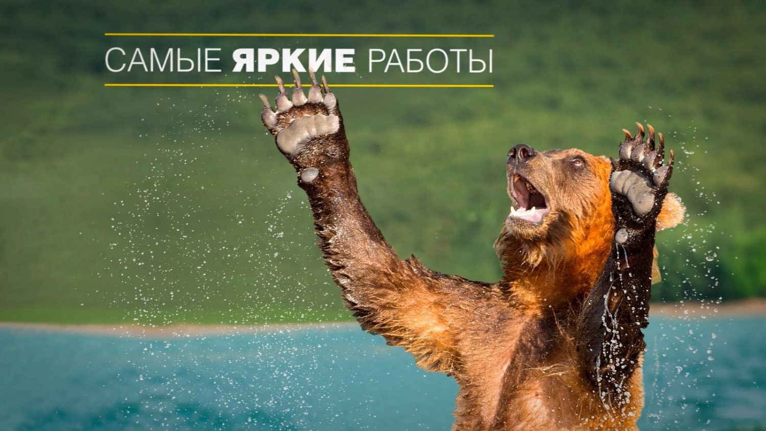 медведь поднял лапы вверх в видеоролика для National Geographic